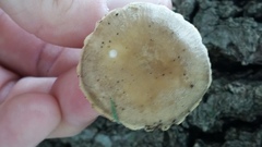 Russula pulverulenta