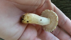 Russula pulverulenta