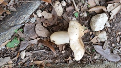 Russula pulverulenta