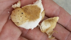 Russula pulverulenta