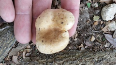 Russula pulverulenta