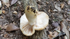 Russula pulverulenta