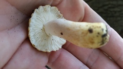 Russula pulverulenta