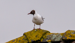 Chroicocephalus ridibundus