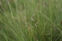 Eragrostis nindensis