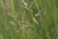 Eragrostis nindensis