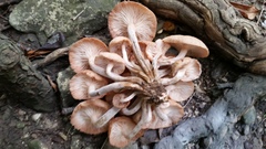 Desarmillaria tabescens image