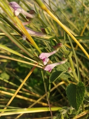 Scutellaria brevibracteata