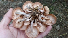Desarmillaria tabescens image
