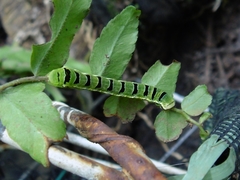 Callopistria floridensis