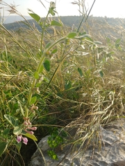 Scutellaria brevibracteata