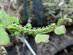 Callopistria floridensis