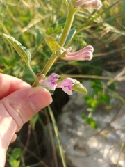 Scutellaria brevibracteata