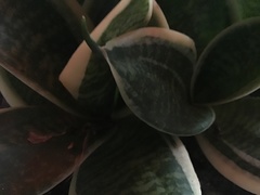Sansevieria trifasciata