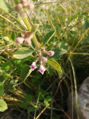 Scutellaria brevibracteata