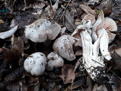 Entoloma saundersii