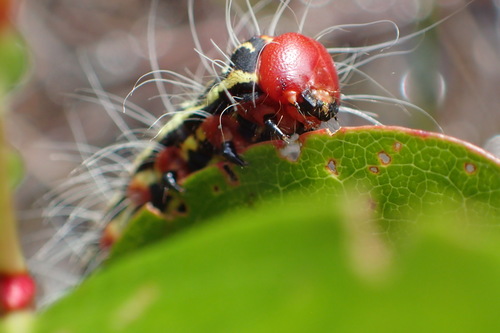 Azalea Caterpillar and Drexel's Datana Moths photo 6