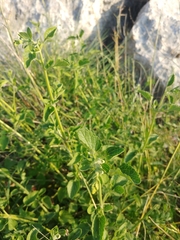 Scutellaria brevibracteata