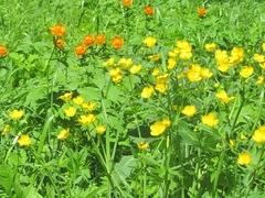 Ranunculus conspicuus