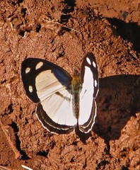 Dynamine athemon athemaena