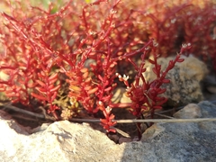 Sedum microcarpum