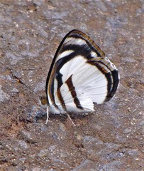 Dynamine athemon athemaena