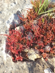 Sedum microcarpum
