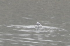 Podiceps auritus cornutus