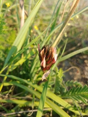 Astragalus palaestinus