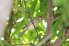 Foulehaio carunculatus