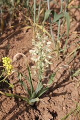 Ornithogalum kurdicum
