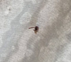 Polistes cavapytiformis