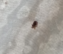 Polistes cavapytiformis