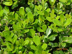 Buxus