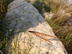 Andropogon distachyos