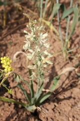 Ornithogalum kurdicum