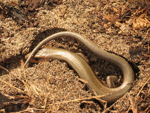 Five-lined Skink, Plestiodon fasciatus