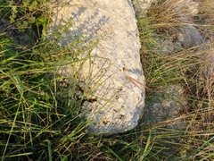 Andropogon distachyos