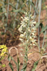 Ornithogalum kurdicum
