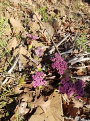Lomatium columbianum