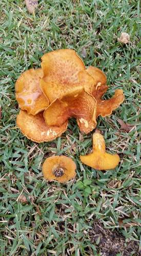 southern jack-o'-lantern