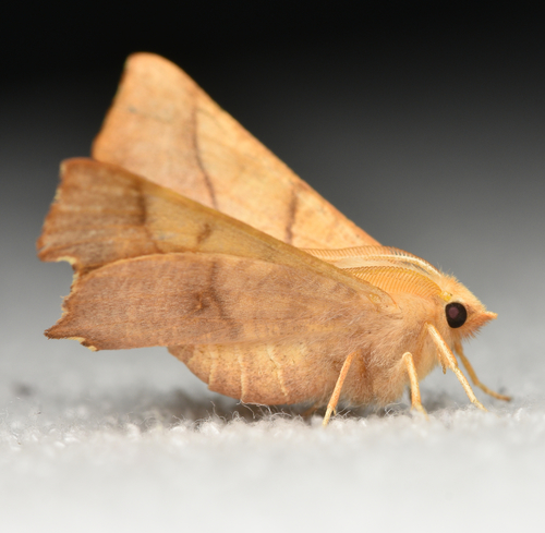 Dusky Thorn