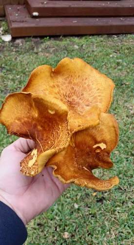 southern jack-o'-lantern