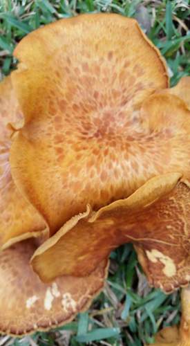 southern jack-o'-lantern