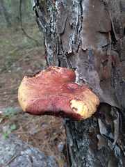 Buchwaldoboletus lignicola