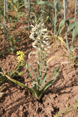 Ornithogalum kurdicum
