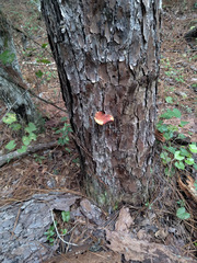 Buchwaldoboletus lignicola