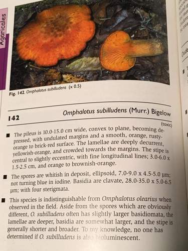 southern jack-o'-lantern