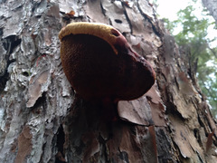 Buchwaldoboletus lignicola