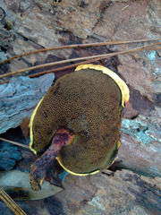 Buchwaldoboletus lignicola
